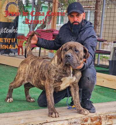 JESSY DE CASA COZMA KENNEL
