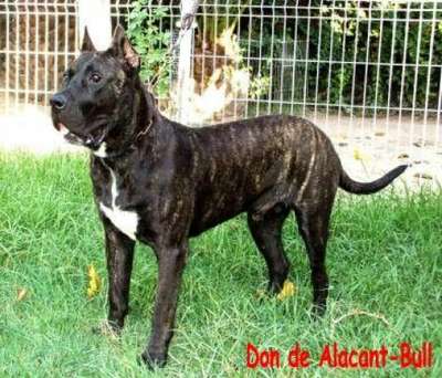 DON DE ALACANT BULL