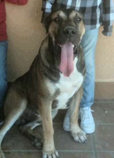 PANCHO DE KING ZULU