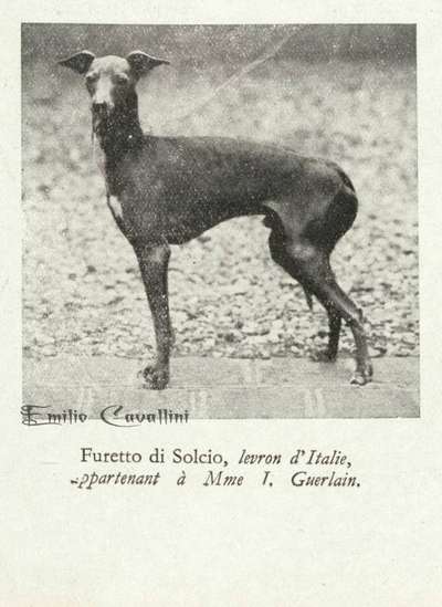 Furetto Di Solcio