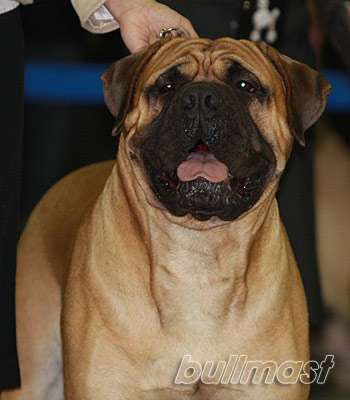 ZOLOTOY FOND MACHO ROYAL SUN