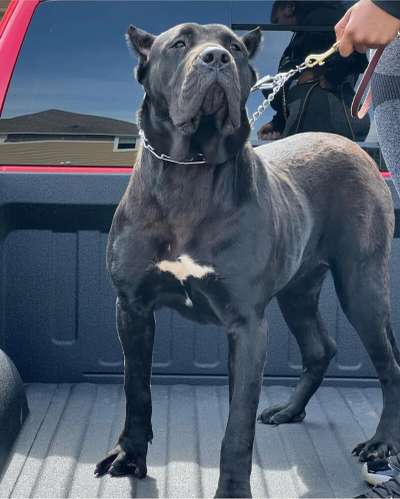 STORM DE PCRP KENNEL