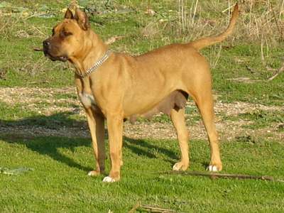ARETI PROTECTION SPIRIT
