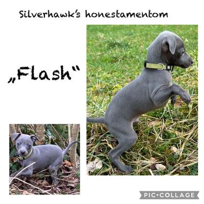 Silverhawk's honestamentom