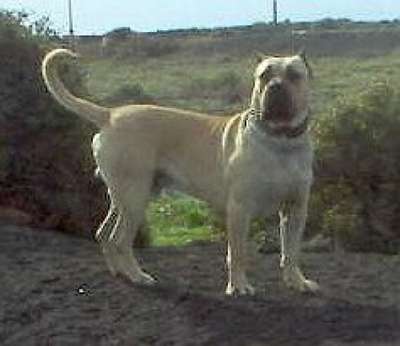 DANKO (DE CIELO DE CANARIAS)