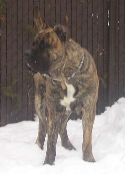 BARBARO DE CORDOGCAN