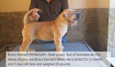 BRAVO KENNEL’S RHAEGAR