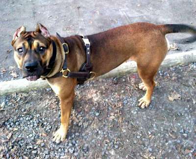ASIA DE KING ZULU