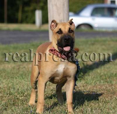 BAGHEERA DOG PUR