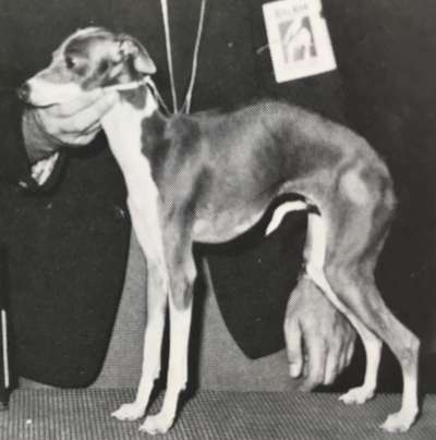 Starlite's Belle Of Tucker