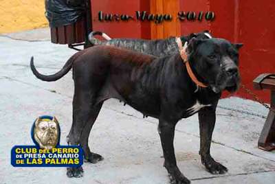 Negra