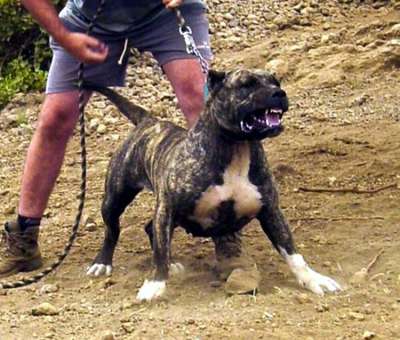 TENESA (DE EL PASIL)