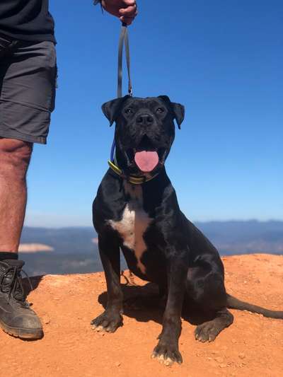 OCHO (8) DE KING ZULU