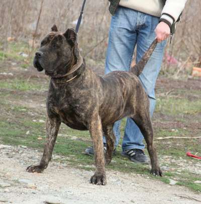 A-ZANA DE SPARTAN D KENNEL