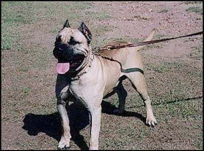 PANDA TURF GASTON (MACHO)