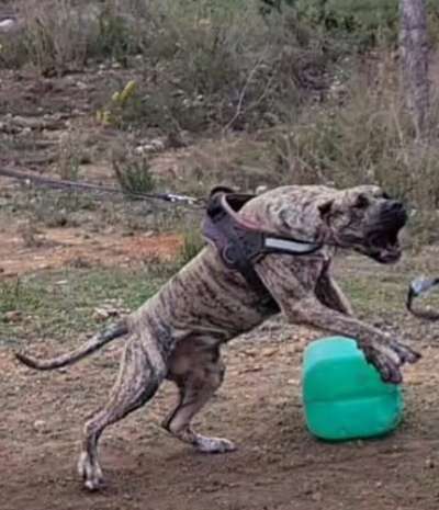 ALBA GLADIATOR KENNEL