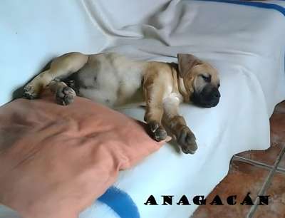 DRAGO DE ANAGACAN
