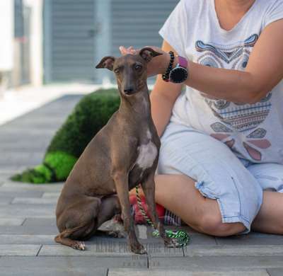 Karoline Kevre Protettore Di Cani