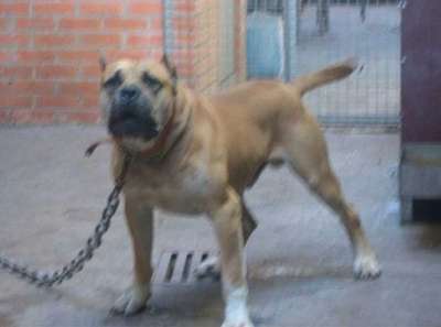 MUSTANG DE KING ZULU
