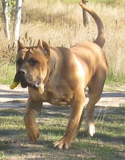 LEXUS DE BARNACAN BULL