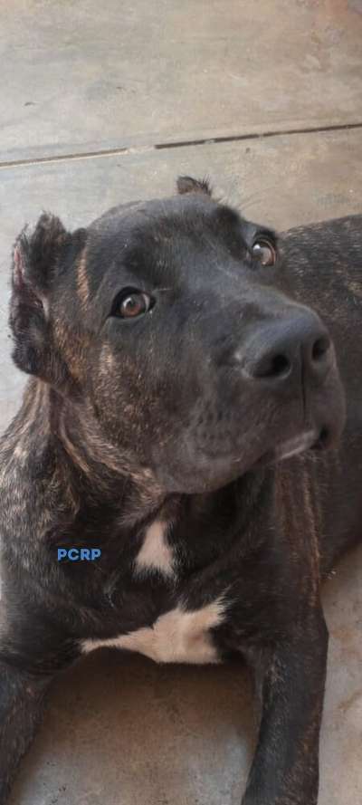 MORENA DE PCRP KENNEL