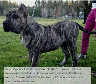 BRAVO KENNEL'S PIQUE