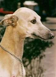 Tanato's Josefina
