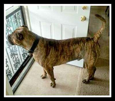 BEARCLAW'S GOTTI