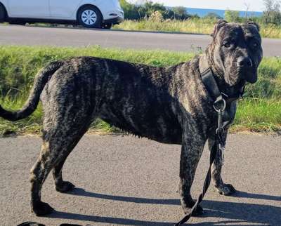 AIDA KINGDOM OF PRESA CANARIO