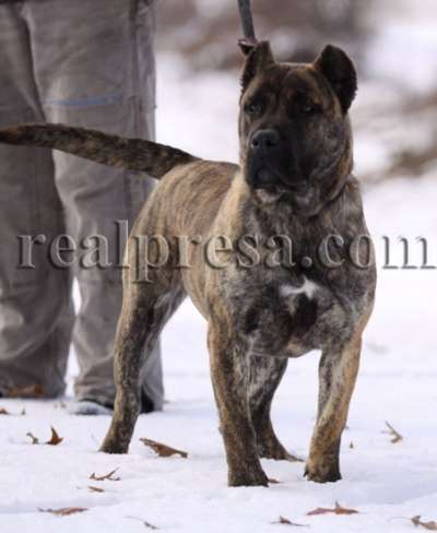 COPPER DE CABEZA GRANDE
