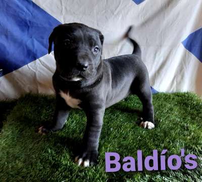 BIMBA DE BALDIO'S