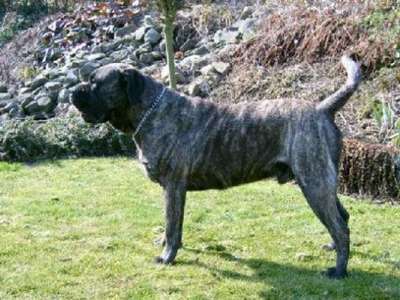CORAZON EL PERRO DIABLO