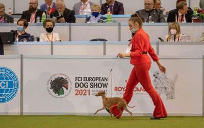 Ivy Kevre Protettore Di Cani