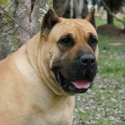 KEKA DE GUADALCAN