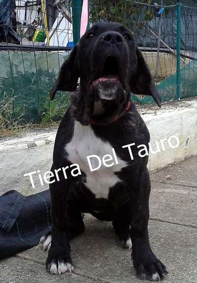 ORCA TIERRA DEL TAURO
