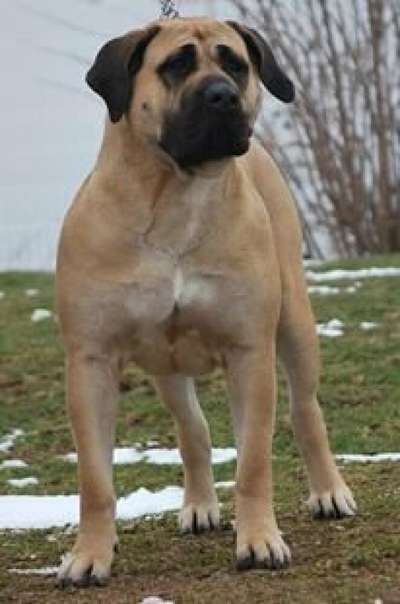 F'NALA DE ROYAL PRESA