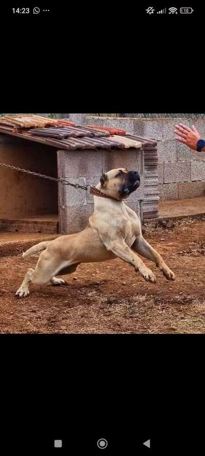 DALI DE GAROEBULLDOG