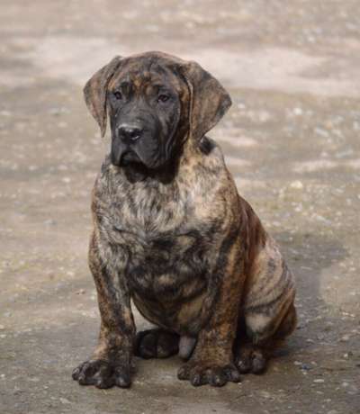 ACAMAS MUNTENIA’S WARRIOR