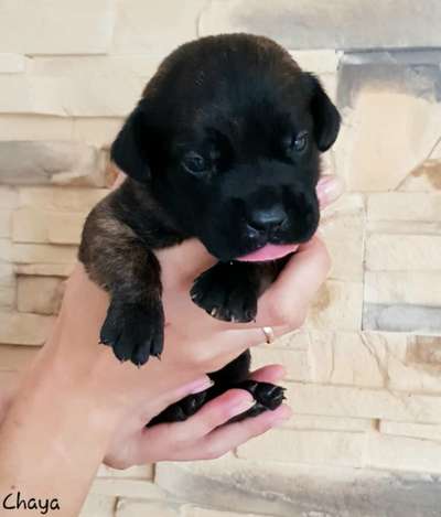 CHAYA RINGO ELITAS