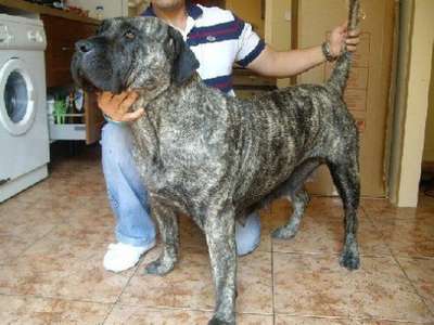 VEGA DE BARNACAN BULL