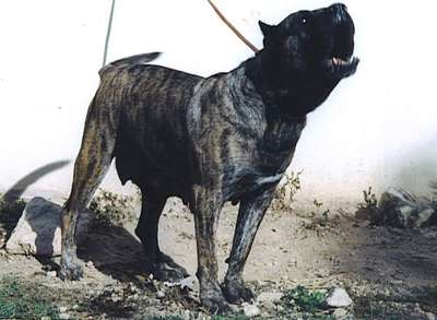 ANAGA (DE CHICHARRERO)