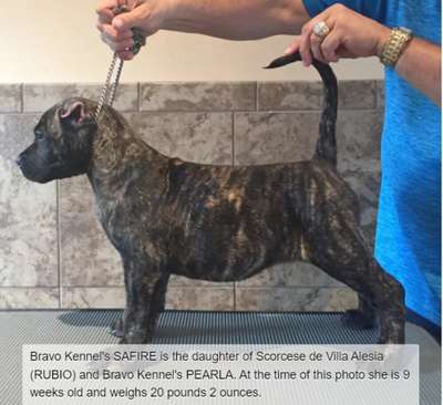BRAVO KENNEL'S SAFIRE