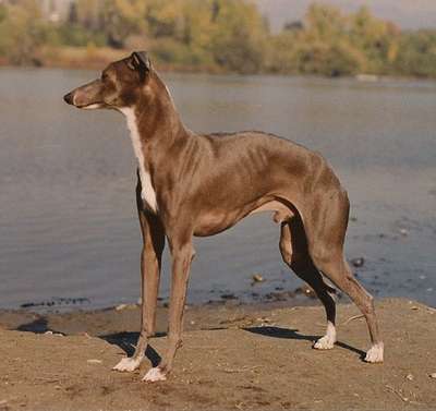 Pikop's Cerulean Mystique