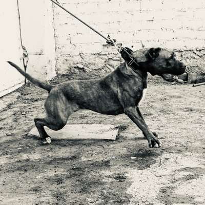SURI VLASTABANDOG