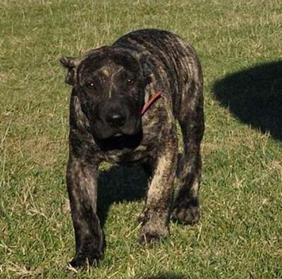 OLUF DE VIKING GUARD KENNEL