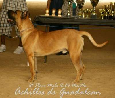 ACHILLES DE GUADALCAN