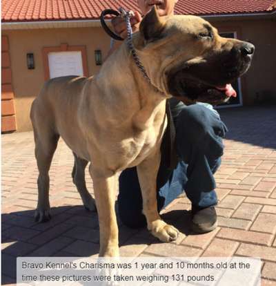 BRAVO KENNEL’S CHARISMA