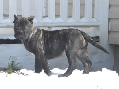 MID AMERICA K-9 DOLL