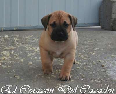 FUGEE EL CORAZON DEL CAZADOR