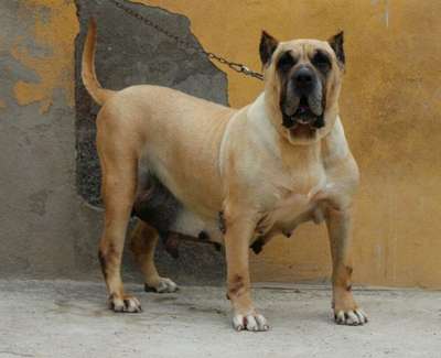 ARTEMISA DE LA JACHA